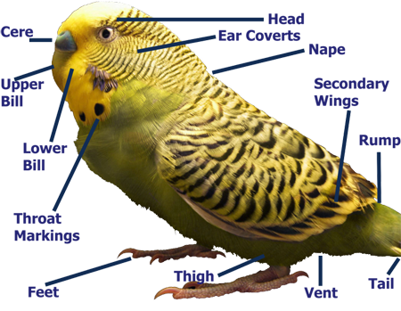 Budgie Anatomy