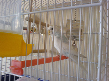 Budgie Cages