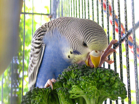 Budgie Diet