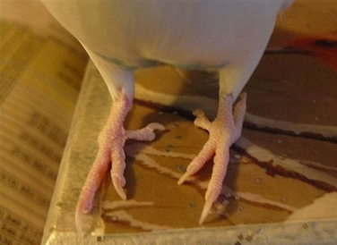 Healthy Budgie Feet