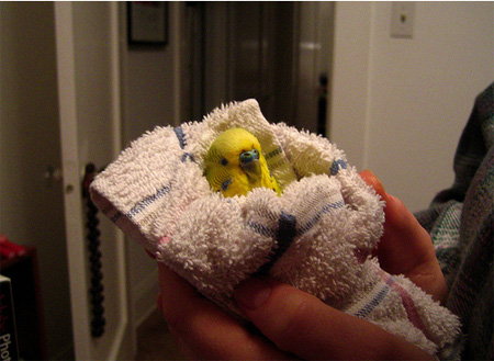 Budgie Illness