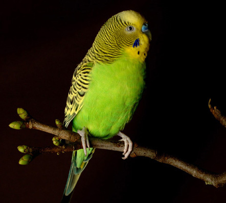 Budgie Information