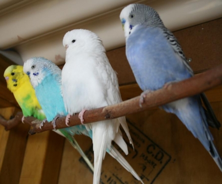 Budgies as pets