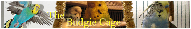 The Budgie Cage