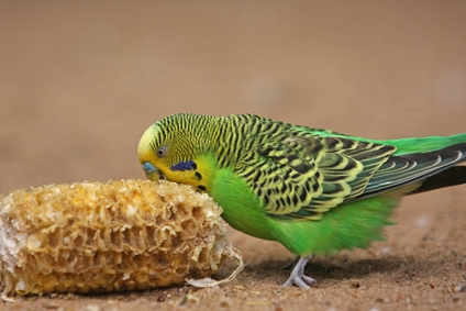 5 budgie tips