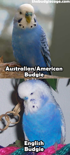 Australian Vs English Budgies