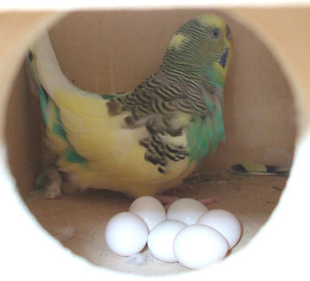 Budgie Breeding box with eggs