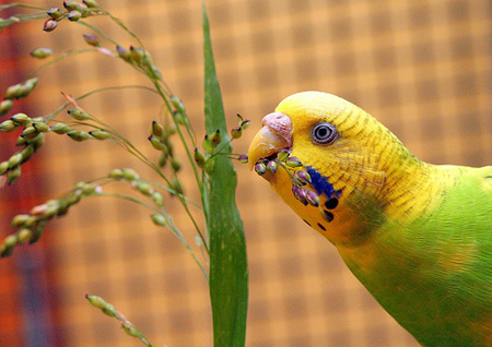 Budgie Eating Millet