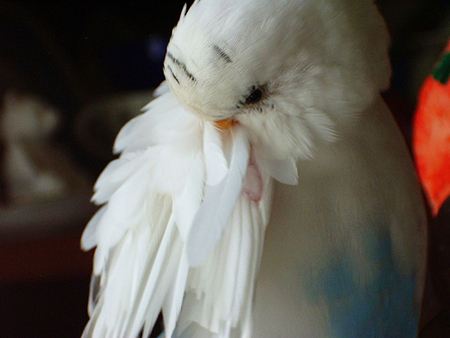 Budgie Feathers