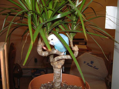 Budgie in a tree!