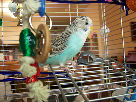 Budgie Names