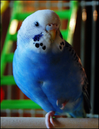 Budgie on one foot