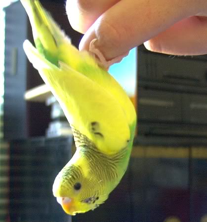 Hand Taming Budgies