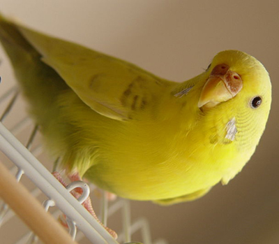 Healthy Budgie