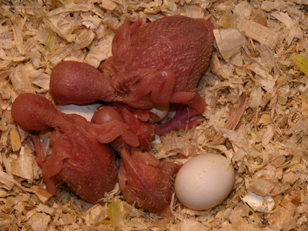 New Born Budgie Babies