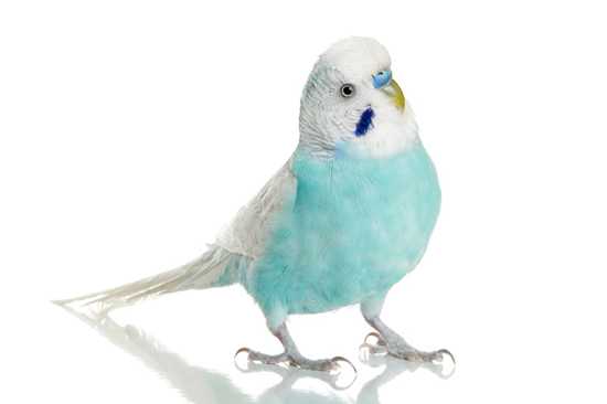 Choosing And Caring For Your New Budgie